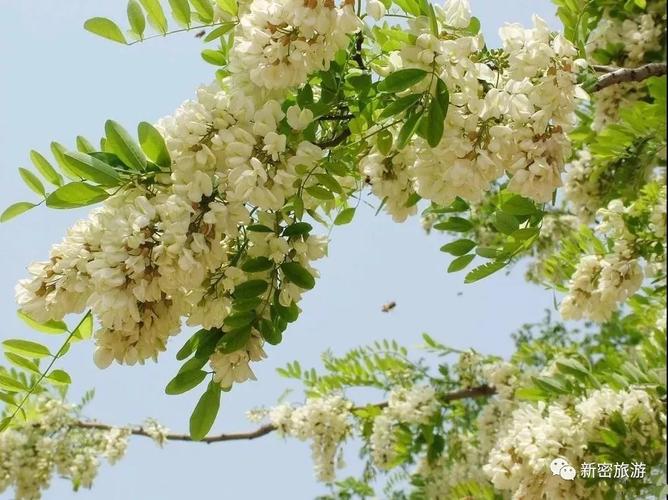 郑州新密·九里山槐花节即将开幕,来嗨吧!