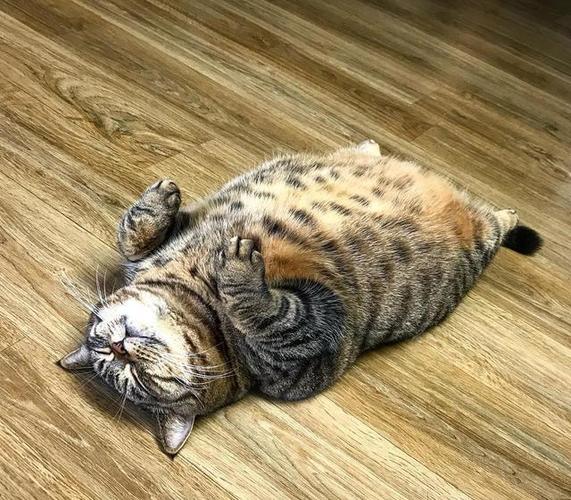 喵星人可以有多佛系?搞笑的喵星人睡姿