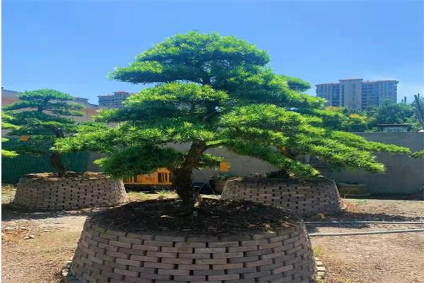 长沙造型罗汉松苗圃基地花木场苗圃基地