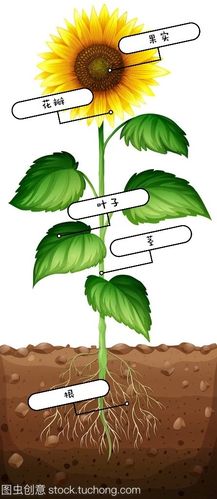 例如:向日葵的植株是由根,茎,叶,花,果实五部分组成.