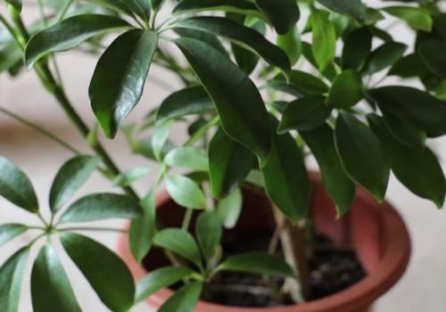 鸭脚木叶子出油发粘怎么办