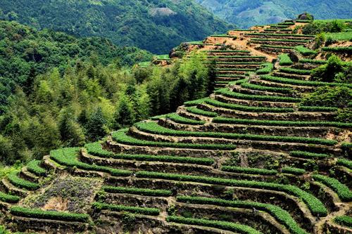 安溪茶山(感德高坪头)