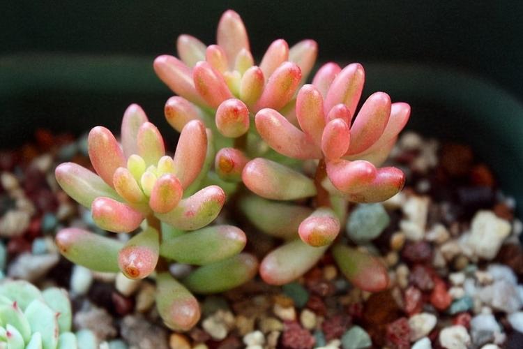 多肉植物耳坠草,想要绿叶变红,牢记4点,不用一个月就上色