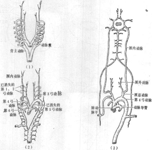 (图) ～19 弓动脉的演变