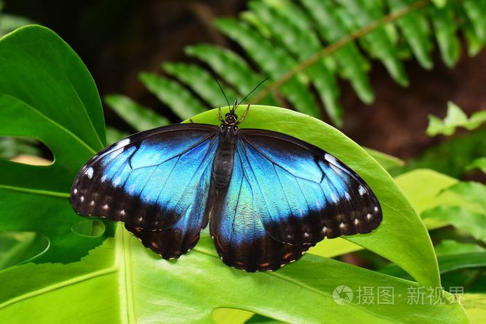 蓝色的morpho蝴蝶落在花园里