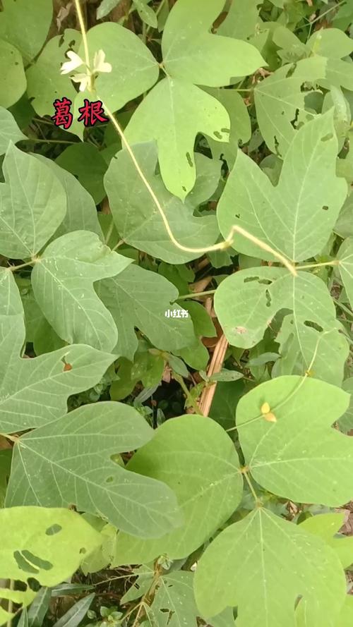 葛根藤_葛根_慢生活_美食_美食展示_食材展示