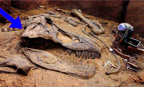 10块最奇怪的恐龙化石