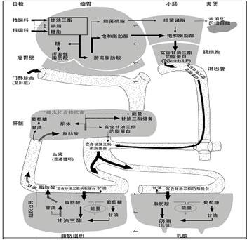 脂肪代谢图