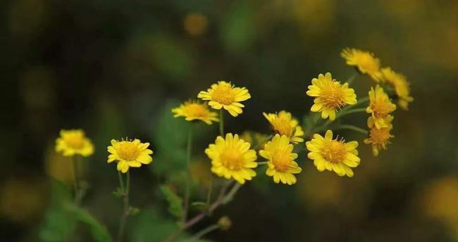 野菊花深度好文