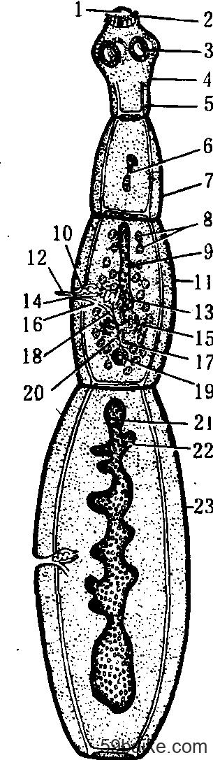 绦虫纲 - 生物学 - 百科