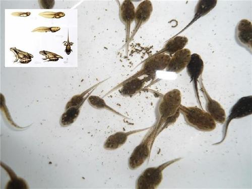 《小蝌蚪找妈妈》第一课时(修改后)ppt.