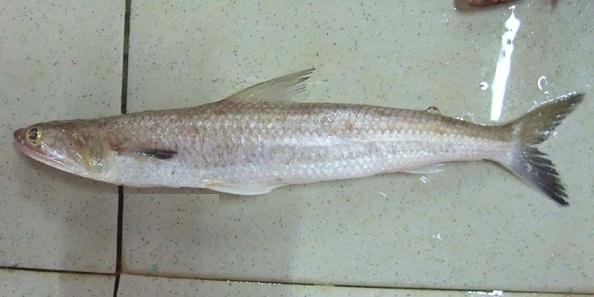 潮汕人叫狗母鱼的是什么鱼