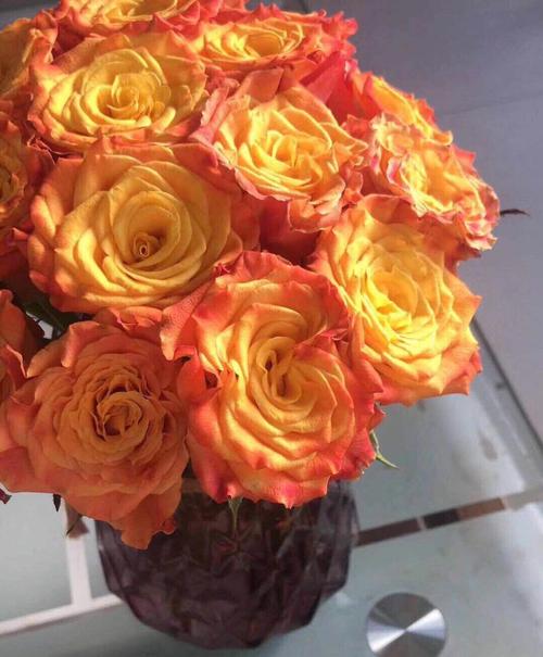 少见的黄金海岸玫瑰～9598