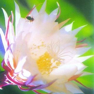 精品盆栽仙人植物 纯白大花昙花苗 红花昙花 月下美人 瞬间美丽