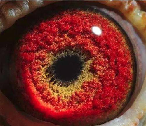 学会这些鸽眼配对!冠军还远吗?