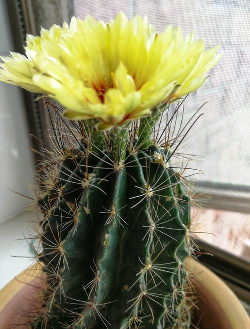 仙人球一一龙王球开花