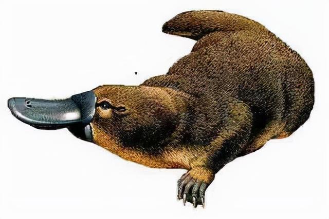 令人感到诧异的是,鸭嘴兽是有毒的.