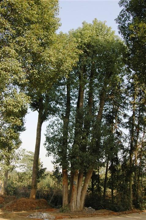 植物名称常绿乔木