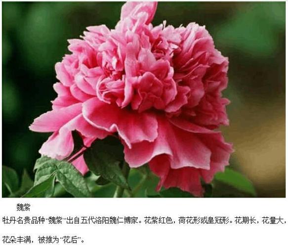 牡丹花的各大色系与八大名贵品种