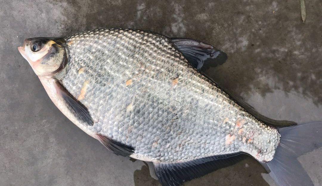 东北人的美味三花五罗十八子你知道这些都是什么鱼吗一