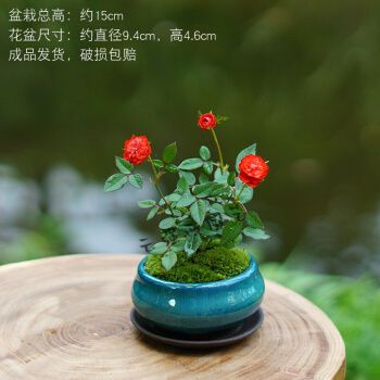 日本乙女姬月季迷你月季阳台绿植桌面盆栽微型盆栽花卉玫瑰欧月采缇