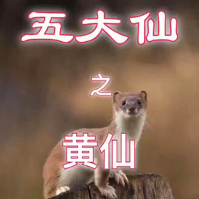 五大仙之黄仙-喜马拉雅fm