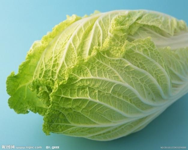 十字花科蔬菜大白菜高清图片摄影分享