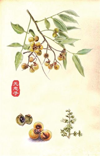 记者 刘云 文/摄 通讯员 潘高升  绘图 高薇     百草园里 无患子还是