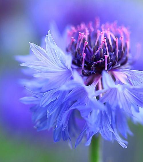 传说把矢车菊放进内衣,能占卜爱情!