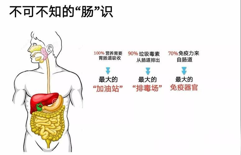你必须懂得:肠道排毒对人体至关重要!