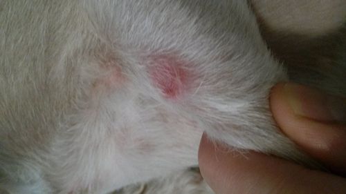 狗身上长像蚊虫叮咬大小红疙瘩,是凸出来的有点点硬,是什么病怎么治疗