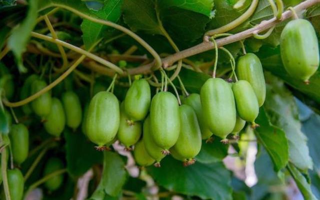 院里种点软枣猕猴桃果树,果肉鲜甜多汁,具有营养价值