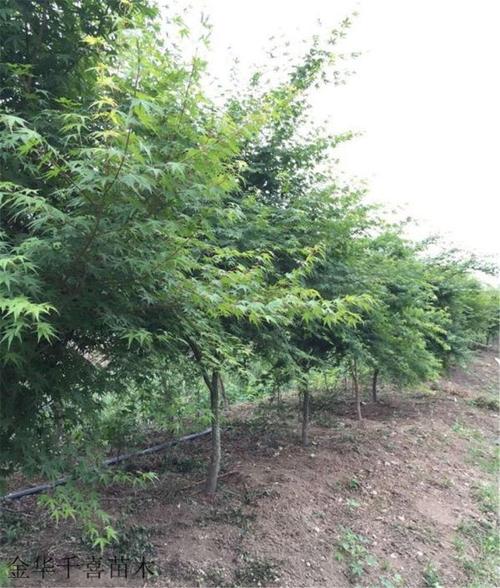 求购鸡爪槭苗木,找浙江千喜园林,常年批发供应鸡爪槭价格优惠