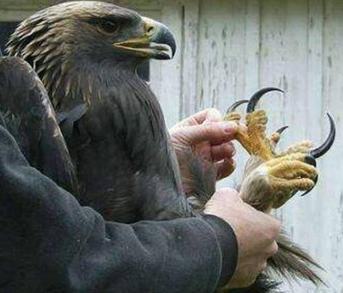 一只庞大的金雕,捕食西伯利亚狼,很轻松将其拿下