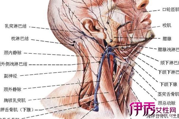 【图】锁骨上淋巴结怎么办呢 几个原因一定要知道