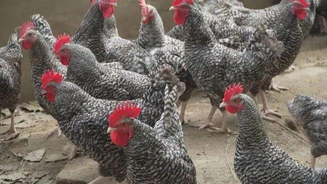 散养芦花鸡致富中的战斗机