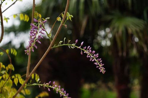2019年3月15日 紫藤的花苞 2019年3月16日 紫藤的花苞 2019年3月1日 
