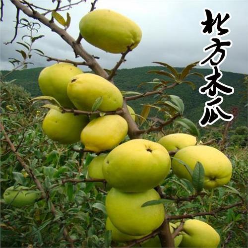 天香木瓜树苗木本南北方种植木瓜树