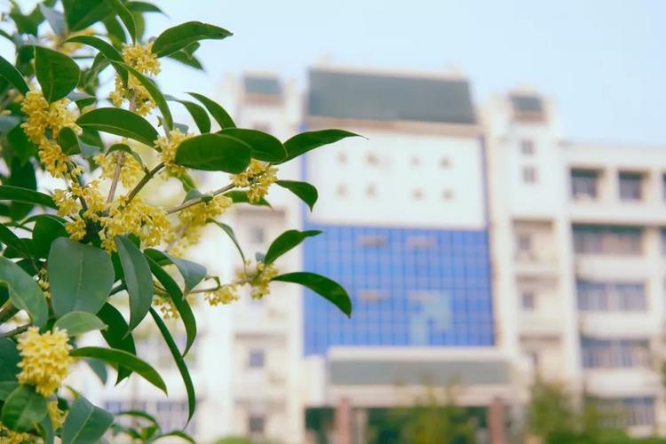 近赏珞珈秋光好,桂花吹断月中香