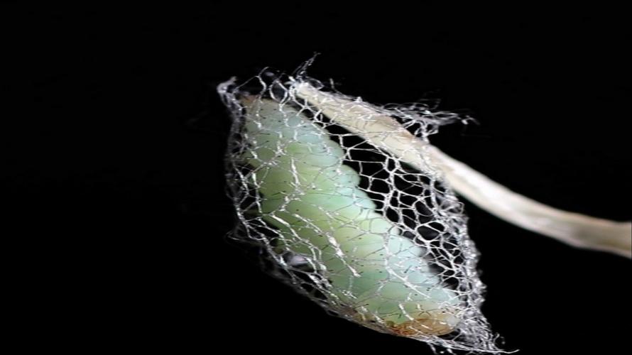 毛毛虫长大后会做什么事呢?怎么样才能变成蝴蝶呢?