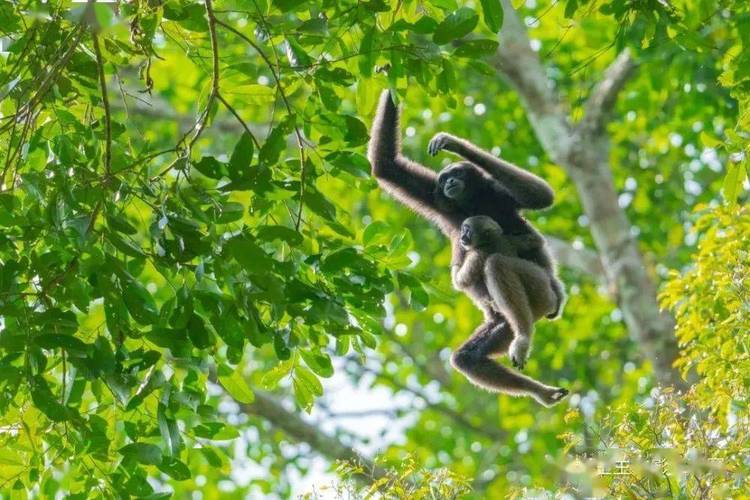 《中国国家地理》主办,堪称自然影像界奥斯卡 | 中国野生生物影像年赛