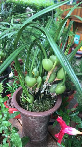 奶油巧克力香味的咖啡兰