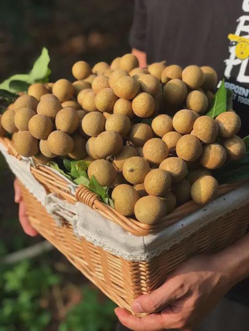 流口水了高州这里漫山遍野挂满金黄的龙眼预计年总产量