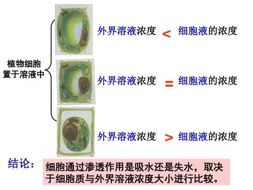 结论: 细胞通过渗透作用是吸水还是失水,取决 于细胞质与外界溶液浓度