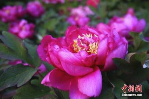 花协通报国花网上民意调查情况牡丹票数占近八成