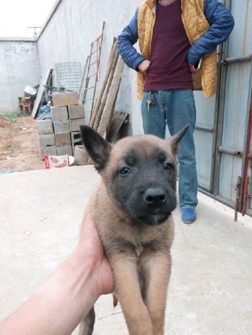 自家养的马犬,大狗三小狗抱窝卖
