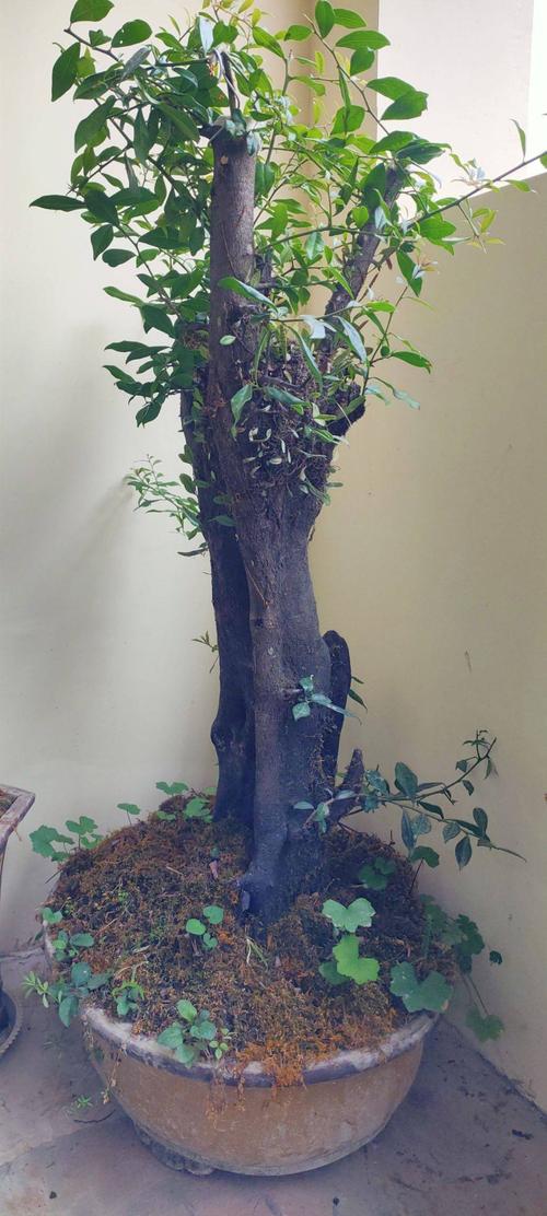 金弹子盆栽树净化空气