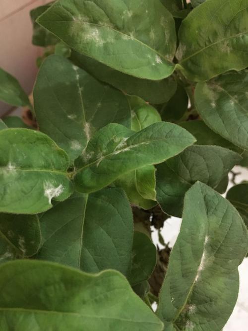 请问我的金银花得什么病虫害了,求治疗方法. 非常感谢