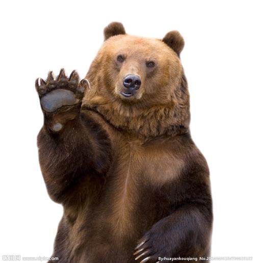 求几张灰熊或者棕熊的高清图片,越多越好,加分采纳,谢谢!