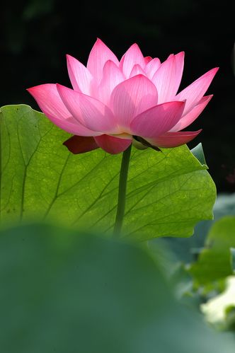 荷花,漂亮,中国,粉色,莲花